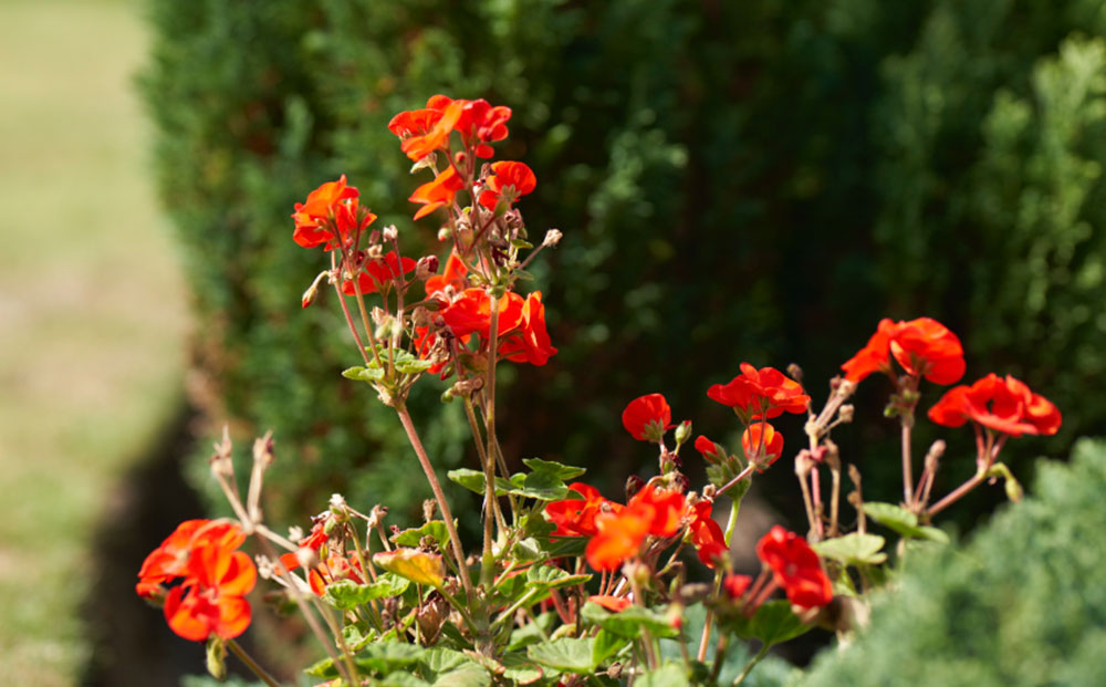 flowers